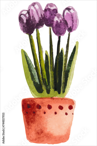 Beautiful purple tulip flowers growing in pot watercolor paiting. Spring blossom garden plant aquarelle art