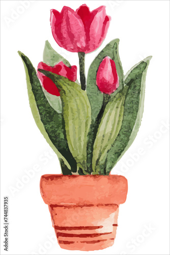 Beautiful red tulip flowers growing in pot watercolor paiting. Spring blossom garden plant aquarelle art