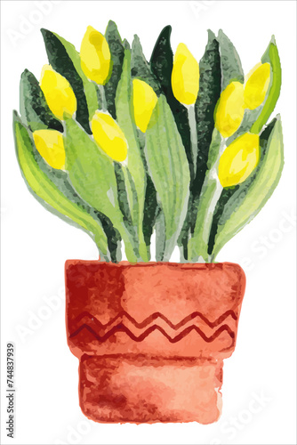 Beautiful yellow tulip flowers growing in pot watercolor paiting. Spring blossom garden plant aquarelle art