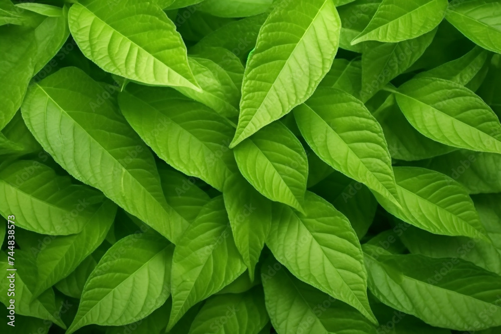 Green leaf texture leaves pattern background - obrazy, fototapety, plakaty 
