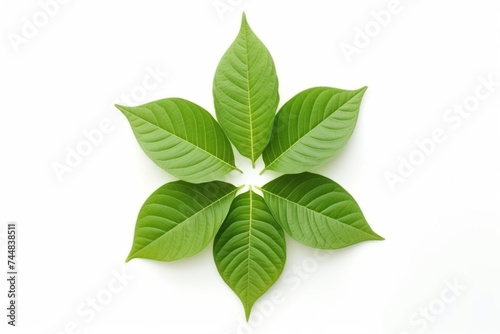 Green Leaf Pattern Natural and Leaves Top View