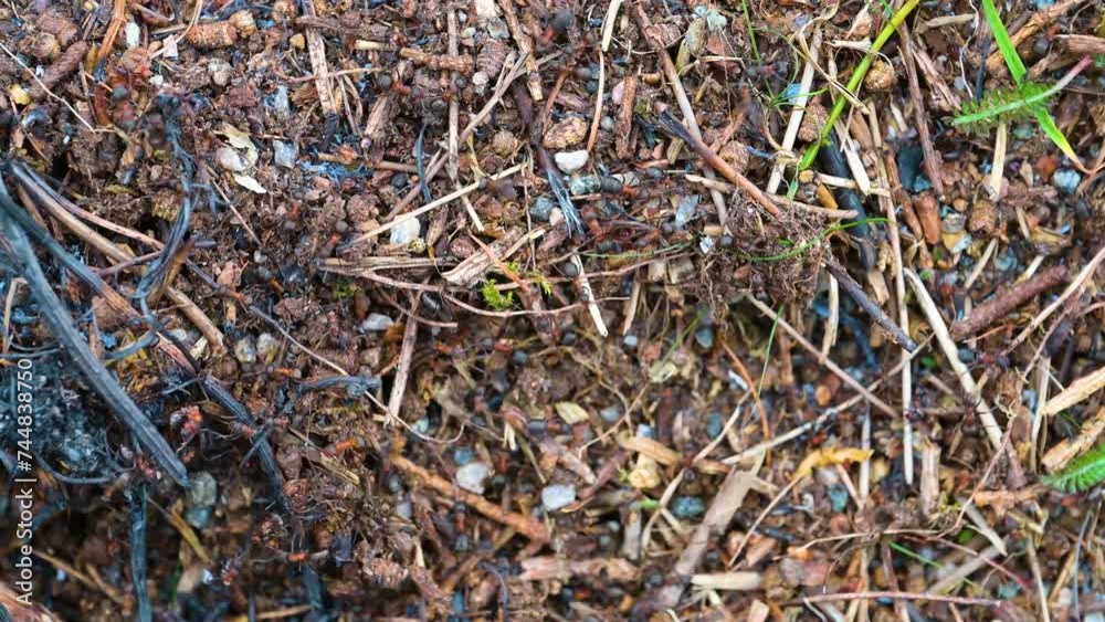 Ants working in high tempo