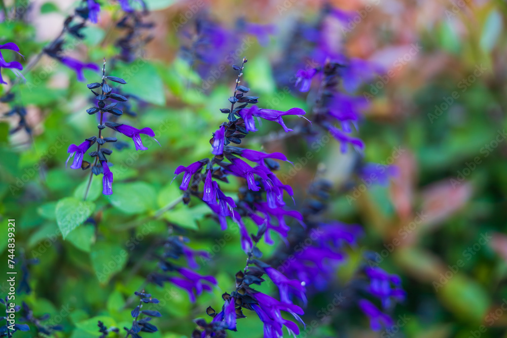 Obraz premium Small purple flower with overcast lighting