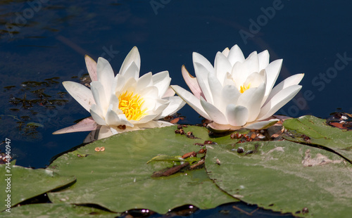 white water lily