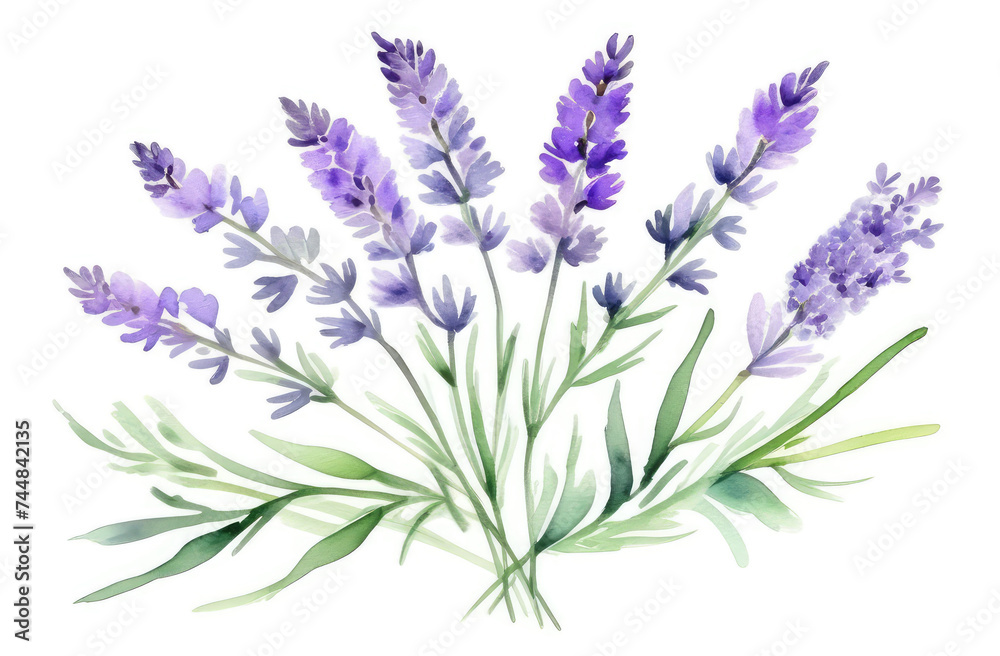 Naklejka premium Watercolor bouquet of lavender branch on white background, Botanical herbal illustration for wedding or greeting card, Wallpaper, wrapping paper design, textile, scrapbooking