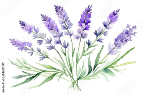 Watercolor bouquet of lavender branch on white background  Botanical herbal illustration for wedding or greeting card  Wallpaper  wrapping paper design  textile  scrapbooking