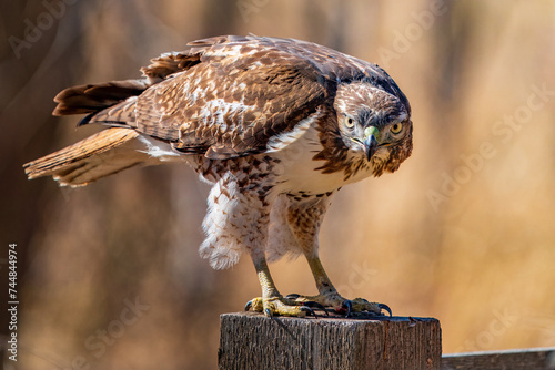 Red-Tailed Hawk photo