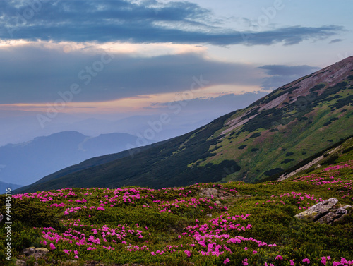 Rhododendron flowers on summer early morning mountains and full Moon