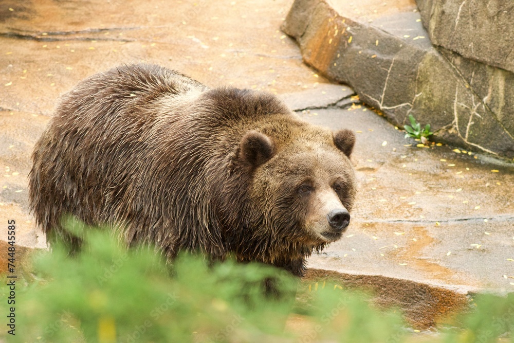 brown bear brown bear
