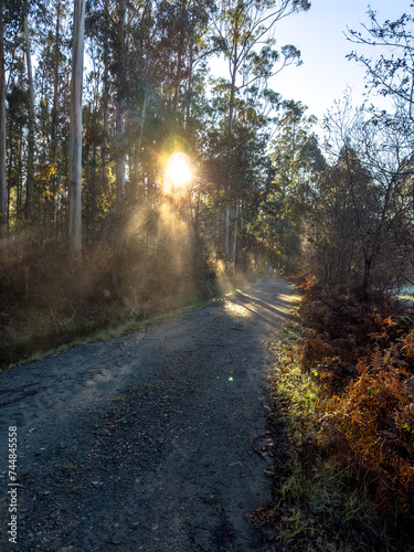 Ethereal Dawn: Sunlight Filtering through the Forest Canopy onto the Serene Pathway
