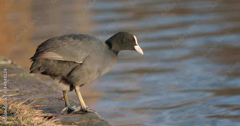 Coots on a winter day at the park lake in Bucharest, Romania Coots on a winter day at the park lake in Bucharest, Romania