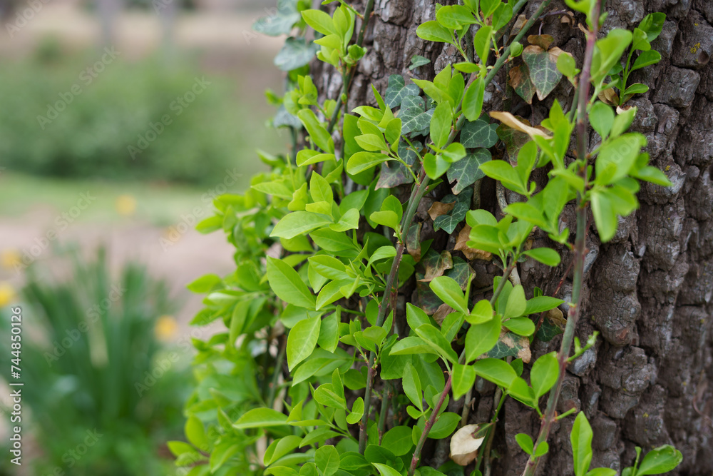 Green leaves on a tree trunk