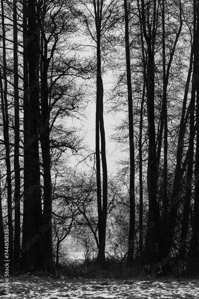 Fototapeta premium foggy Country in eastern Poland - black and white