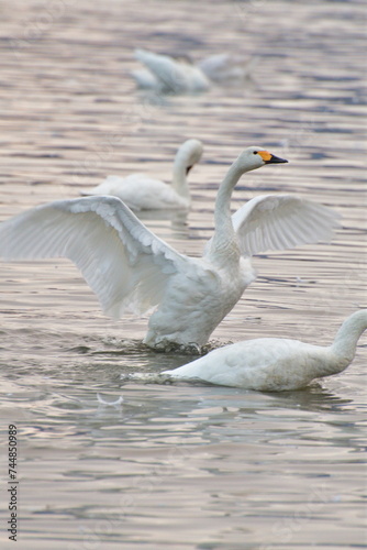 瓢湖の白鳥（新潟県）