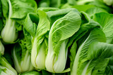 Fresh green bok choy with water droplets, highlighting the vibrancy and freshness.