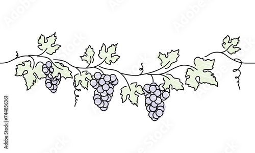 grape vine design element, bunch of blue grapes sketch, black outline vector illustration