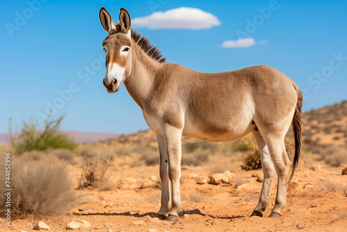 A lone donkey standing in a desert landscape with blue skies and sparse vegetation.