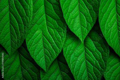Dense, textured green leaves creating a pattern of lush, vibrant foliage, indicative of a healthy, natural, and organic environment.