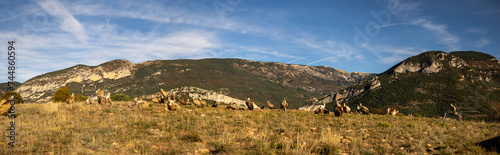 Contempla la impresionante imagen del buitre posado en la imponente grandeza de un entorno de alta montaña. Vive la majestuosidad de estos guardianes alpinos en su hábitat natural.