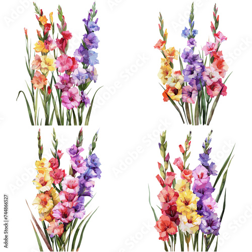 Watercolor set of Gladiolus flower isolated on white background