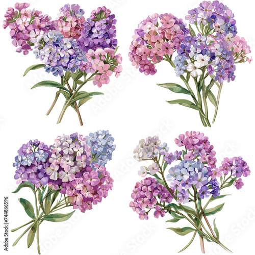 Candytuft Flowers set watercolor isolated on white background
