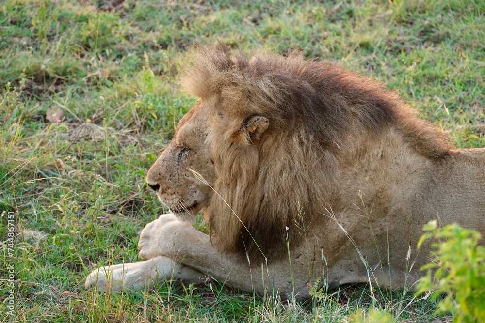 male lion with manes chilling with paw over the other paw smiling male lion with manes chilling with paw over the other paw smiling