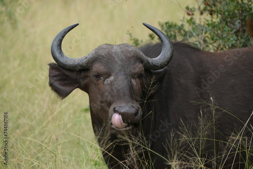 Cheeky buffalo sticking its tongue out, licking its nose