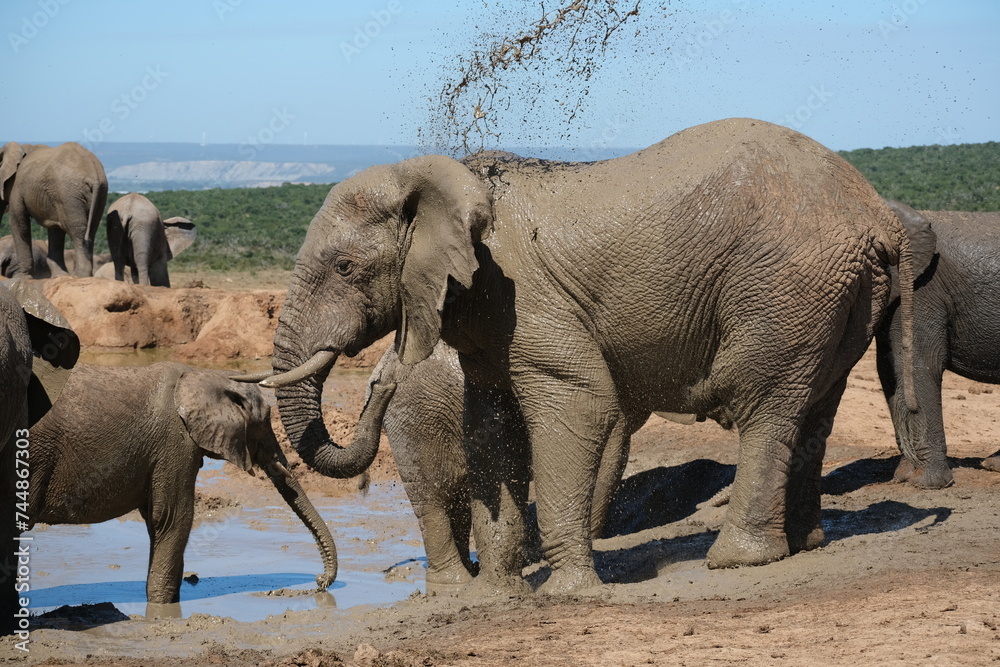 Fototapeta premium Elephant throwing water on itself with its trunk, enjoying a mud shower