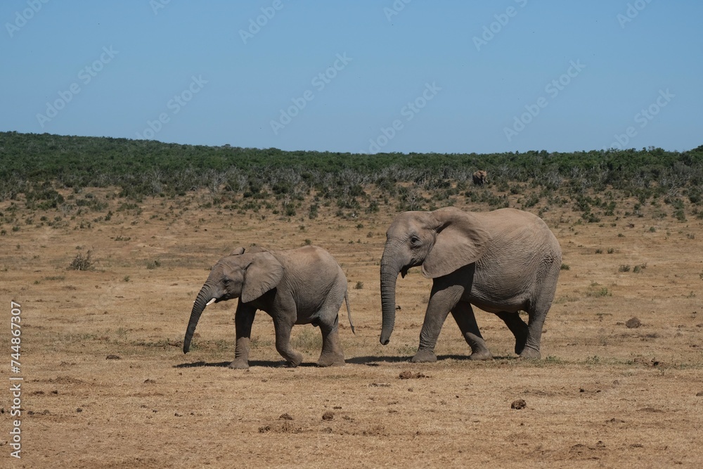 Small elephant with small just grown in tusks walking in front of its mama