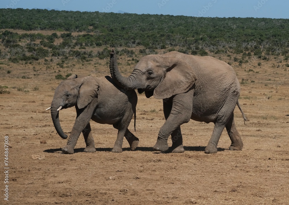 Small elephant with small just grown in tusks walking wiith big elephant with its trunk up Small elephant with small just grown in tusks walking wiith big elephant with its trunk up