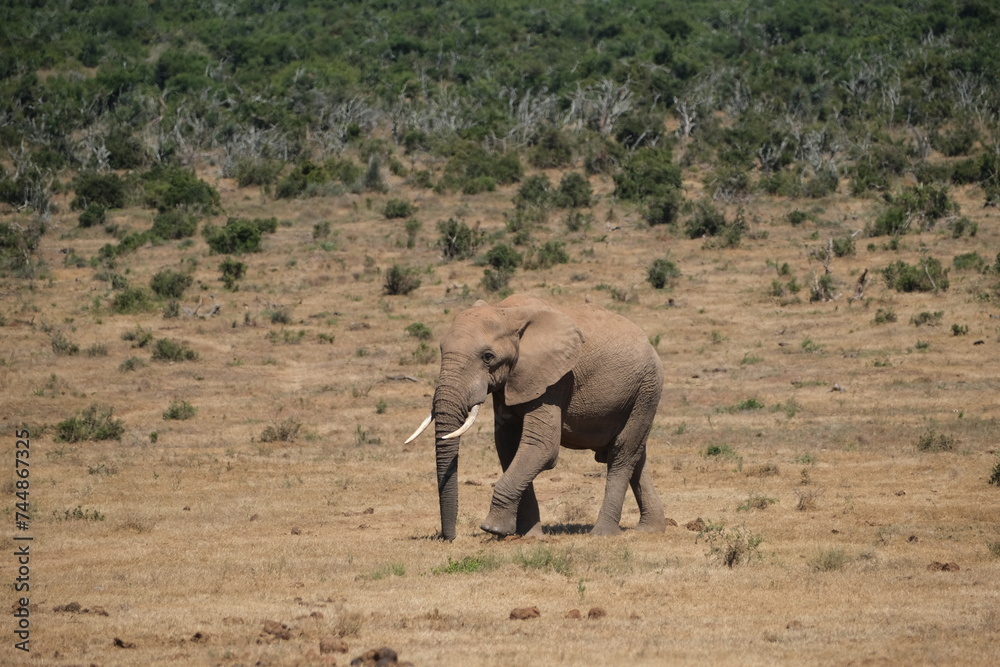 Elephant with big tusks walking in the dried out grass and heat Elephant with big tusks walking in the dried out grass and heat