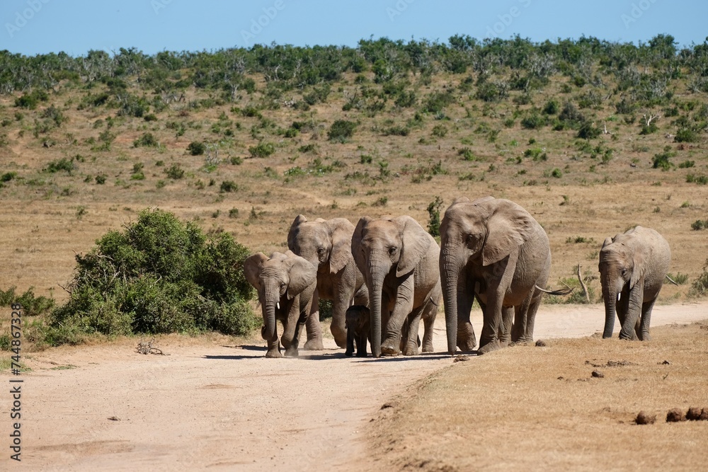 Herd of elephants walking on the dirt road towards a waterhole, small baby in between the legs of mama protected by the whole herd. Herd of elephants walking on the dirt road towards a waterhole, small baby in between the legs of mama protected by the whole herd.