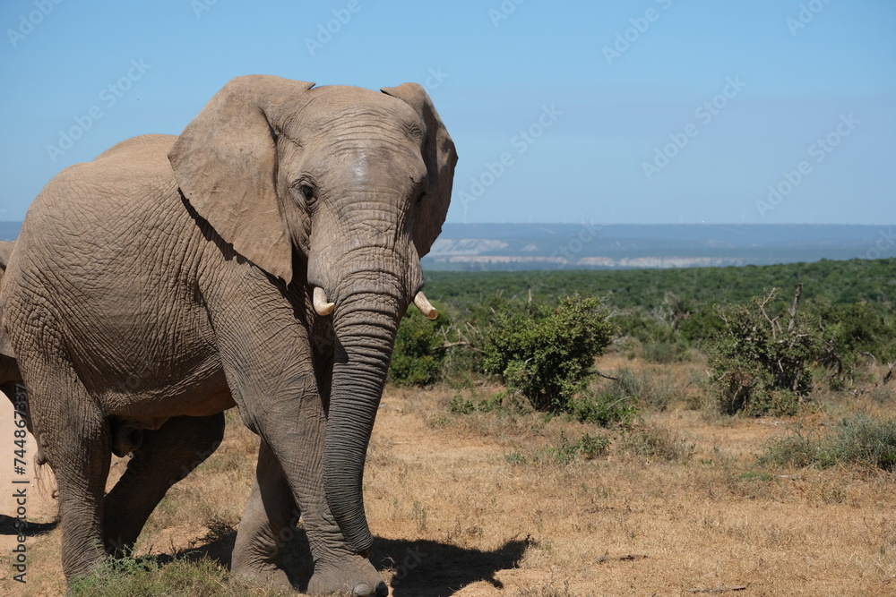 Elephant walking while looking at the camera