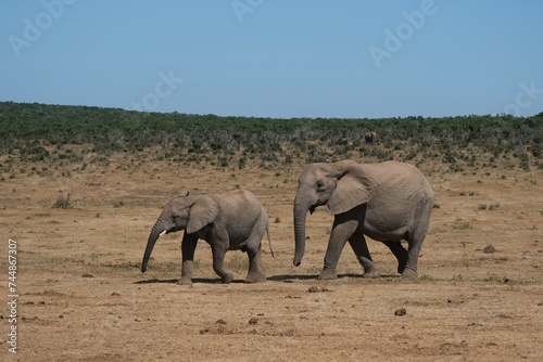 Small elephant with small just grown in tusks walking in front of its mama