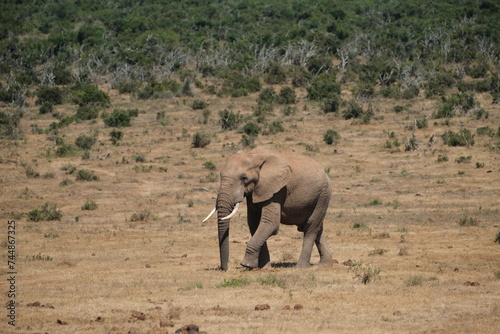 Elephant with big tusks walking in the dried out grass and heat © Aniek