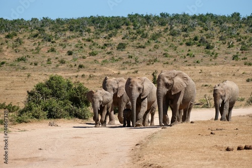 Herd of elephants walking on the dirt road towards a waterhole, small baby in between the legs of mama protected by the whole herd.
