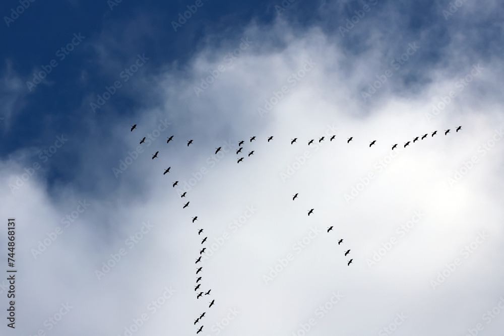 Oiseaux migrateurs
