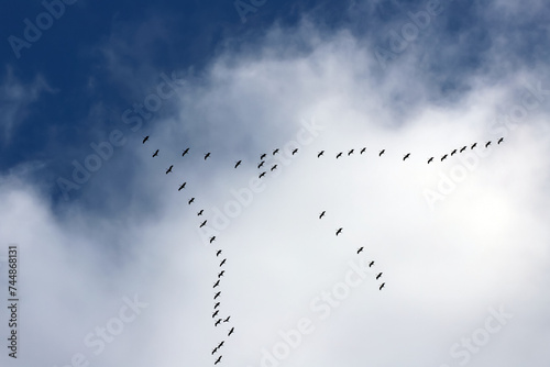 Obraz na płótnie Oiseaux migrateurs w salonie