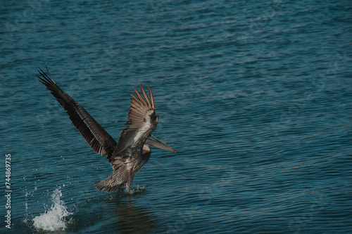 One isolated brown pelican in lower left in blue bay water wings spread taking off on a sunny afternoon. Horizontal shot with room for copy and no people. Small waves and ripples in the water splash