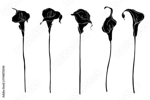Set of silhouettes of tropical calla flowers. Vector graphics.