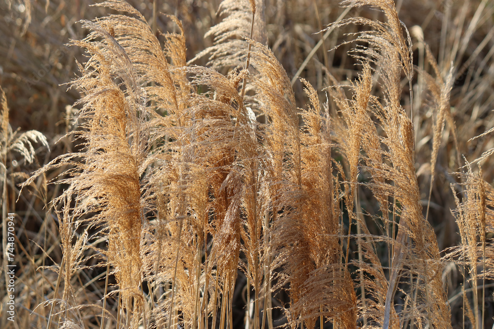Fototapeta premium ススキ