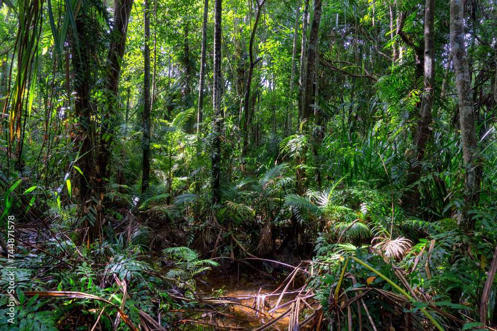 Stroll along the boardwalk through the lush rainforest of the Cairns region, Queensland, where verdant foliage and vibrant wildlife await.