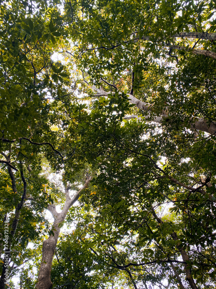 Fototapeta premium leaves and sun