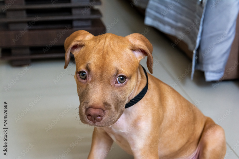 A pitbull dog looking at the camera. A pitbull dog looking at the camera.