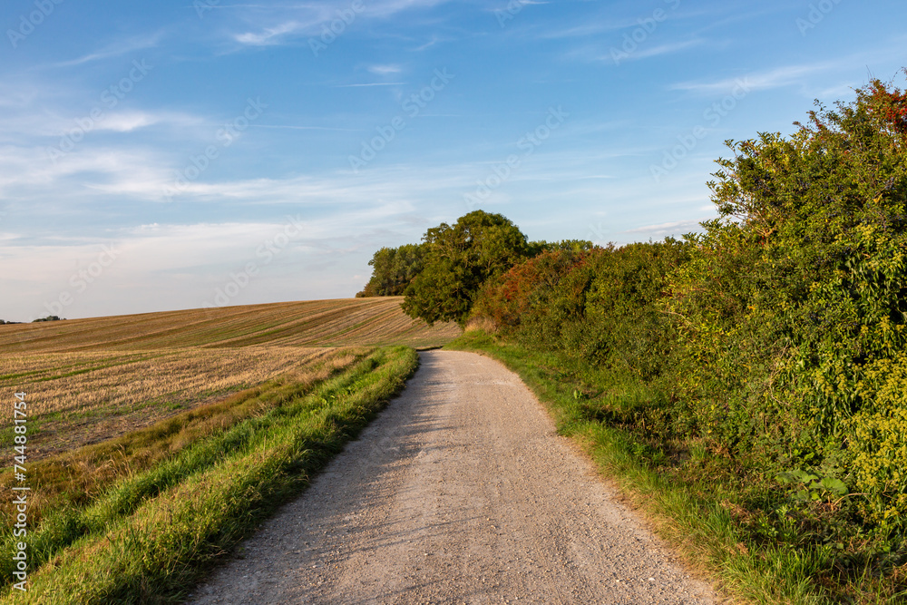 A pathway alongside farmland in the South Downs, on a sunny September evening