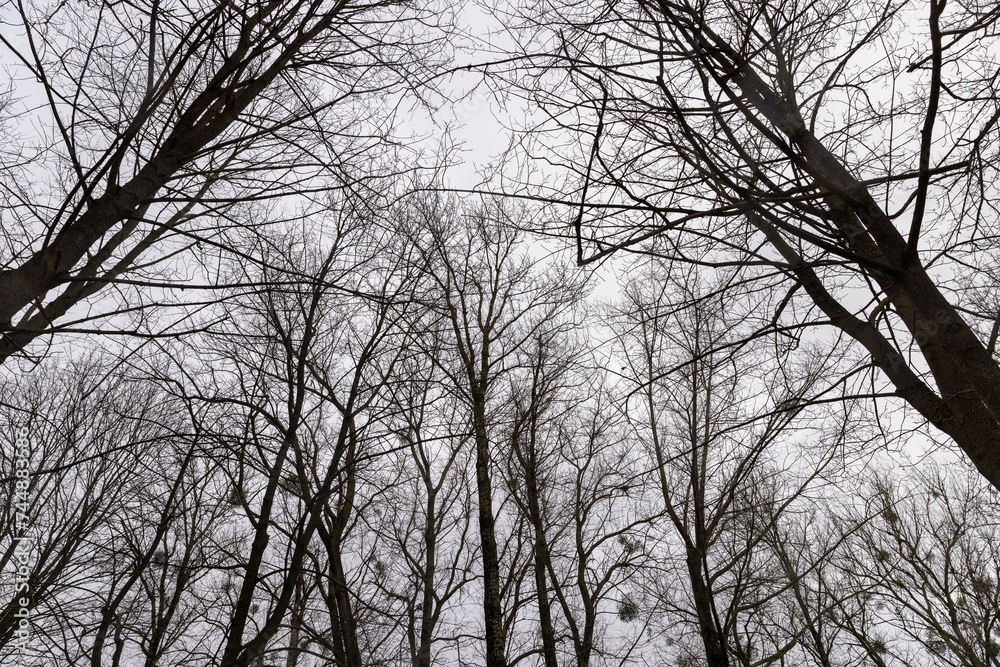 bare branches of maples in the winter season in the park bare branches of maples in the winter season in the park