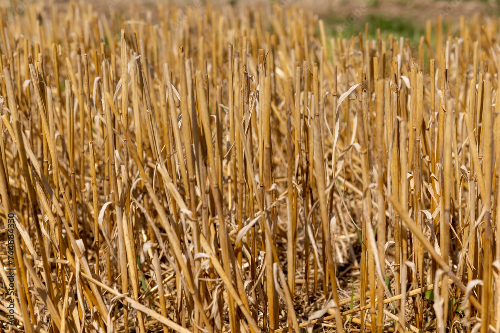 a large harvest of golden wheat on the field in summer a large harvest of golden wheat on the field in summer