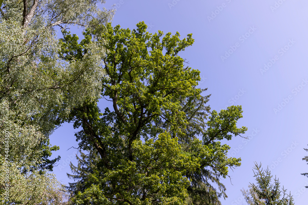 tall trees in the summer tall trees in the summer