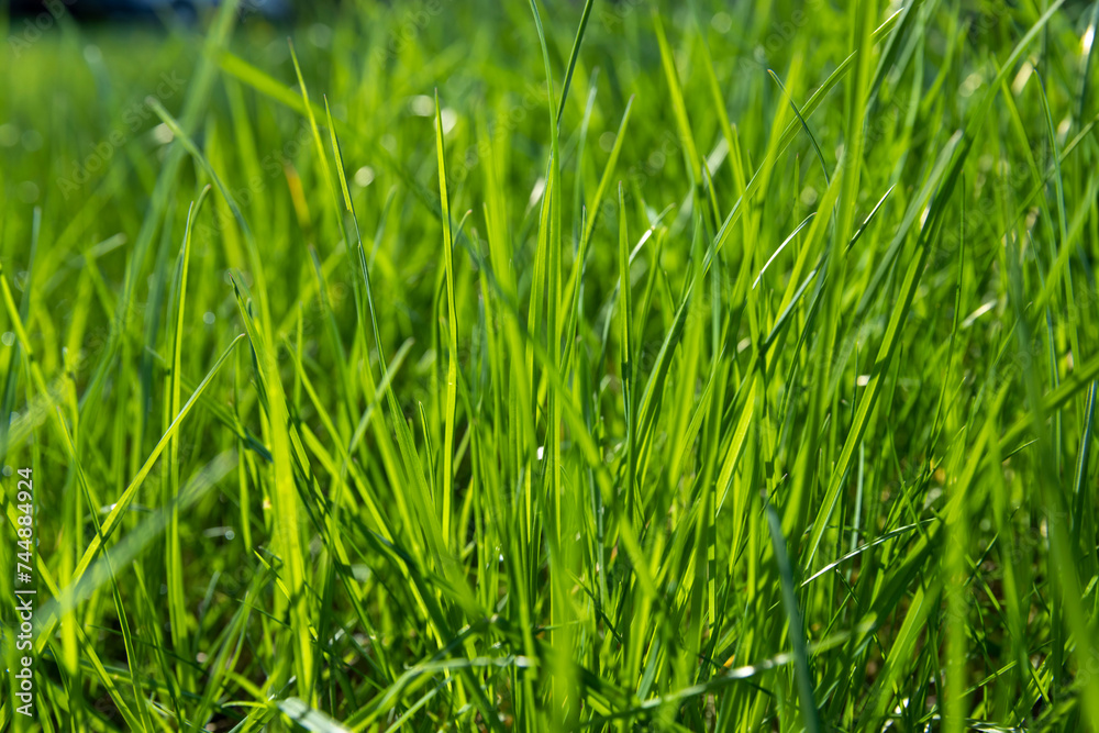 growing in a field of green grass in sunny spring weather