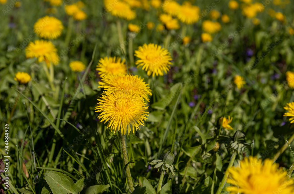 spring yellow dandelions in sunny weather, close-up spring yellow dandelions in sunny weather, close-up